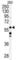 Coenzyme Q8A antibody, abx033188, Abbexa, Western Blot image 