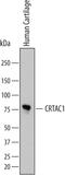 Cartilage Acidic Protein 1 antibody, MAB52341, R&D Systems, Western Blot image 