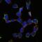 Endoglin antibody, MA5-17041, Invitrogen Antibodies, Immunofluorescence image 