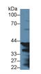 Progastricsin antibody, MBS2001428, MyBioSource, Western Blot image 