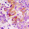 Angiopoietin Like 7 antibody, LS-C354136, Lifespan Biosciences, Immunohistochemistry frozen image 