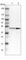 CAMP Responsive Element Binding Protein 1 antibody, HPA019150, Atlas Antibodies, Western Blot image 