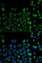 Autophagy Related 13 antibody, orb48922, Biorbyt, Immunofluorescence image 
