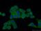 Family With Sequence Similarity 120A antibody, 21529-1-AP, Proteintech Group, Immunofluorescence image 