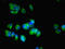 Cyp17 antibody, LS-C372390, Lifespan Biosciences, Immunofluorescence image 