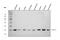 Cytochrome C Oxidase Subunit 4I1 antibody, A05442-2, Boster Biological Technology, Western Blot image 