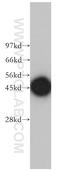Proteasome 26S Subunit, Non-ATPase 6 antibody, 12539-1-AP, Proteintech Group, Western Blot image 