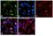 Heat Shock Protein Family A (Hsp70) Member 8 antibody, PA5-27337, Invitrogen Antibodies, Immunofluorescence image 