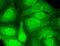 DNA Methyltransferase 3 Like antibody, GTX42020, GeneTex, Immunofluorescence image 