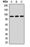 Acyl-CoA Binding Domain Containing 5 antibody, orb411812, Biorbyt, Western Blot image 