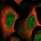 Transmembrane anterior posterior transformation protein 1 antibody, NBP2-14522, Novus Biologicals, Immunocytochemistry image 