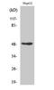 Transcription Factor AP-2 Gamma antibody, STJ91619, St John