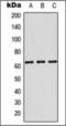 Keratin 84 antibody, orb376107, Biorbyt, Western Blot image 