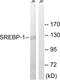 Sterol Regulatory Element Binding Transcription Factor 1 antibody, LS-C118373, Lifespan Biosciences, Western Blot image 