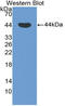 Protein Kinase C Delta antibody, LS-C314516, Lifespan Biosciences, Western Blot image 