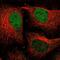 TM2 Domain Containing 3 antibody, NBP2-30535, Novus Biologicals, Immunofluorescence image 