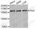 Period circadian protein homolog 2 antibody, A3217, ABclonal Technology, Western Blot image 