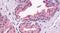 G Protein-Coupled Receptor 87 antibody, PA5-33779, Invitrogen Antibodies, Immunohistochemistry frozen image 
