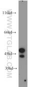 Serine/Threonine Kinase 17a antibody, 14433-1-AP, Proteintech Group, Western Blot image 