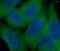 ATP Binding Cassette Subfamily A Member 2 antibody, FNab00027, FineTest, Immunofluorescence image 