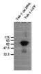 TUB Bipartite Transcription Factor antibody, PA1-16934, Invitrogen Antibodies, Western Blot image 
