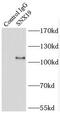 Sorting Nexin 19 antibody, FNab08086, FineTest, Immunoprecipitation image 