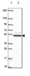 Casein Kinase 1 Gamma 2 antibody, HPA056572, Atlas Antibodies, Western Blot image 