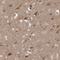 Adaptor Related Protein Complex 1 Subunit Beta 1 antibody, HPA068520, Atlas Antibodies, Immunohistochemistry frozen image 