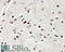 Ataxin 2 antibody, 42-629, ProSci, Enzyme Linked Immunosorbent Assay image 