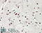 Sca2 antibody, 42-629, ProSci, Enzyme Linked Immunosorbent Assay image 