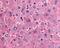 Dipeptidyl Peptidase 9 antibody, 51-145, ProSci, Immunohistochemistry paraffin image 