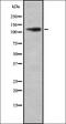RE1 Silencing Transcription Factor antibody, orb336861, Biorbyt, Western Blot image 