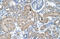 SSRA antibody, 30-067, ProSci, Immunohistochemistry frozen image 