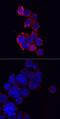 NLR Family Pyrin Domain Containing 3 antibody, AF6789, R&D Systems, Immunofluorescence image 