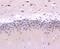 Cullin 1 antibody, A00658, Boster Biological Technology, Immunohistochemistry frozen image 