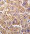 Insulin-degrading enzyme antibody, PA5-11520, Invitrogen Antibodies, Immunohistochemistry frozen image 