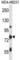 Tumor Protein P63 antibody, abx027712, Abbexa, Western Blot image 
