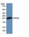 Interferon Beta 1 antibody, abx131929, Abbexa, Western Blot image 