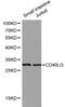 CD40 Ligand antibody, LS-C192623, Lifespan Biosciences, Western Blot image 