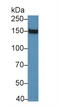 Jagged Canonical Notch Ligand 2 antibody, MBS2003564, MyBioSource, Western Blot image 