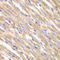 Solute Carrier Family 25 Member 4 antibody, LS-C335187, Lifespan Biosciences, Immunohistochemistry paraffin image 