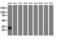 RASD Family Member 2 antibody, LS-C115832, Lifespan Biosciences, Western Blot image 