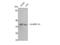 Heterogeneous Nuclear Ribonucleoprotein A1 antibody, STJ93557, St John