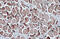 Beta-Actin antibody, GTX634934, GeneTex, Immunohistochemistry paraffin image 