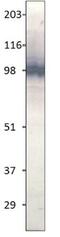 Toll Like Receptor 1 antibody, GTX47794, GeneTex, Western Blot image 