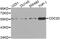 Cell Division Cycle 20 antibody, MBS126568, MyBioSource, Western Blot image 