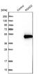 Radical S-Adenosyl Methionine Domain Containing 2 antibody, PA5-59457, Invitrogen Antibodies, Western Blot image 