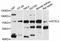 5'-Nucleotidase, Cytosolic II antibody, LS-C747041, Lifespan Biosciences, Western Blot image 