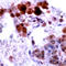 Nitric oxide synthase antibody, ADI-905-431-1, Enzo Life Sciences, Immunohistochemistry frozen image 