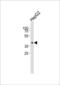 Mitochondrial Ribosomal Protein S22 antibody, PA5-49562, Invitrogen Antibodies, Western Blot image 